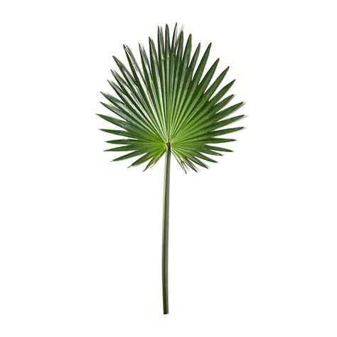 Tropical Fan Palm Stem by Ashland® | Michaels Boxwood Plant, Berry Plants, Aqua Wedding, Fan Palm, Palm Plant, Michael Art, Magnolia Leaves, Palm Fronds, Surround Yourself