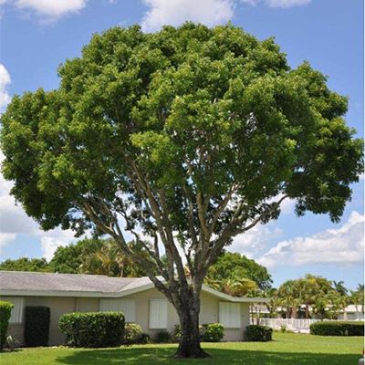 Mahogany is best known as a hardwood, but it's a beautiful tree in South Florida too! Mahogany Tree, Montmorency Cherry Tree, Terminalia Mantaly Tree, Florida Mangroves, Florida Trees, Texas Ebony Tree, Indoor Palms, Landscape Design Drawings, Western Caribbean