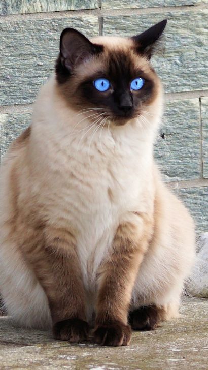 AppleHead Siamese Cat - 15 Fascinating Facts About Traditional Siamese Kitten (Applehead Siamese Cat Breed) Best Cat Breeds, Siamese Kitten, Most Popular Cat Breeds, Balinese Cat, Popular Cat Breeds, Hybrid Cat, Cat Language, Siamese Kittens, Gorgeous Cats