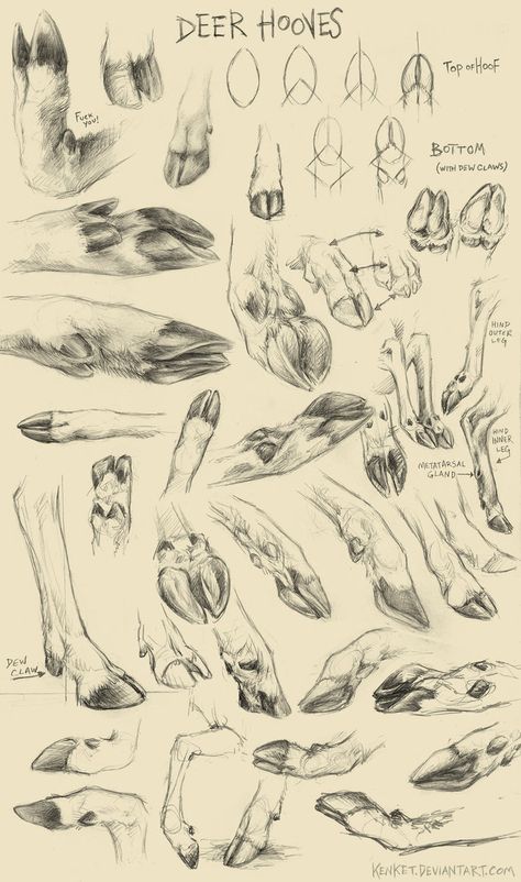 Deer Hooves, Deer Drawing, Some Drawings, Animal Study, Deer Art, 다크 판타지, Anatomy Drawing, Animal Sketches, Art Studies