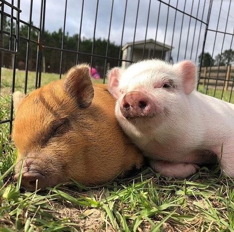 Aesthetic Cottage, Drømme Liv, Small Pigs, Fluffy Cows, Fluffy Animals, Cute Creatures, Cute Little Animals, Animals Friends, Beautiful Creatures