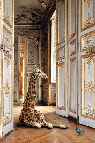 Monkey Room, A Giraffe, Harpers Bazaar, Taxidermy, 귀여운 동물, Beautiful Creatures, White Walls, Animal Kingdom, Animals Beautiful