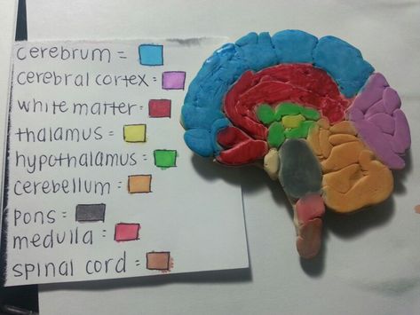 Brain project Brain Project Model Psychology, Brain Model Project, Nervous System Projects, Brain Project, Human Anatomy Model, Brain Models, Body Science, Human Body Science, Brain Craft