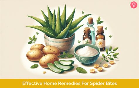 7 Effective Home Remedies For Spider Bites Spider Bites Remedies, Home Remedies For Spiders, Diy Cat Tower, Spider Bite, Recluse Spider, Brown Recluse Spider, Types Of Spiders, Red Rash, Real Spiders