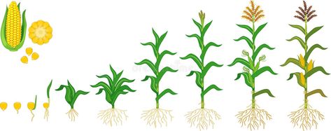 Plant Growth Stages, Maize Plant, Corn Maize, Gutter Garden, Corn Seed, Corn Plant, Aktivitas Montessori, Christmas Card Crafts, Root System