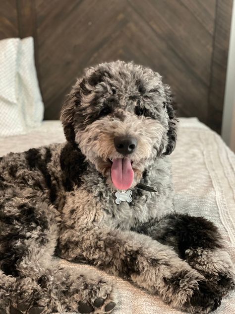 Merle Goldendoodle Puppy, Merle Mini Goldendoodle, Grey Goldendoodle, Goldendoodle Black And White, Big Goldendoodle, Blue Merle Goldendoodle, Goldendoodle Colors, Merle Goldendoodle, Great Danoodle