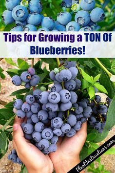 Blueberries Growing, Blueberry Gardening, Kebun Herbal, Aesthetic Gardening, Taman Diy, Growing Blueberries, Funny Vine, Gardening Aesthetic, Blueberry Plant