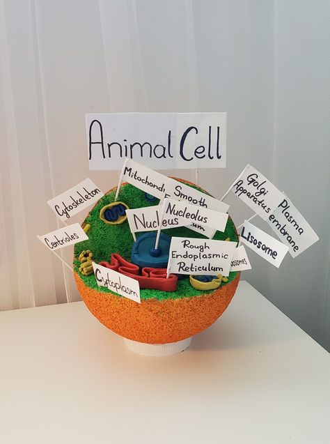 7th grade science project of an animal cell Plant And Animal Cells Project, Animal Cells Project, 3d Animal Cell Project 7th Grade, 3d Animal Cell Project, 3d Cell Project, 7th Grade Science Projects, Edible Cell Project, 3d Animal Cell, Cell Analogy