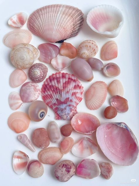 Sketches Watercolor, Seashell Mirror, Color Vibe, Cute Mermaid, Shell Beach, Pink Beach, Journal Aesthetic, Spring Aesthetic, Seashell Crafts