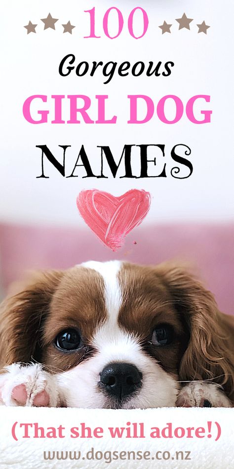 Girl dog names. The best list of unique, cute & individual names for female puppy dogs! Let her name be uncommon & cool! And let your girl stand out from the rest!  #dogs #girldognames #femaledognames #dognames #puppies #puppynames Coquette Dog Names, Girly Dog Names, Girl Dogs Name, Cute Names For Puppies, Female Dog Names Unique List, Female Puppy Names Unique, Female Dog Names List, Preppy Dog Names, Cute Dog Names Female