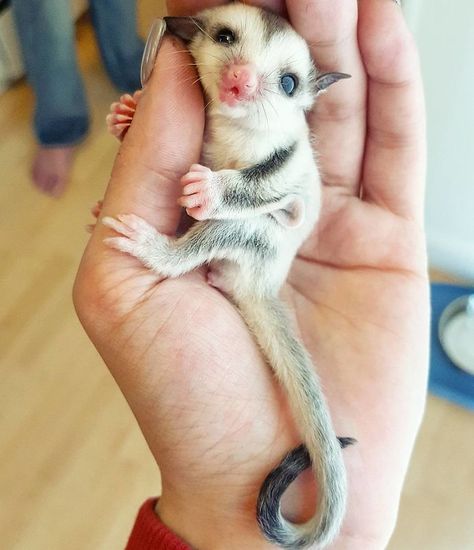 These Sugar Glider photos will make you run out and adopt a new pet Cele Mai Drăguțe Animale, Cuddly Animals, Rare Animals, Sugar Glider, Cute Creatures, Sweet Animals, Cute Little Animals, 귀여운 동물, Cute Funny Animals