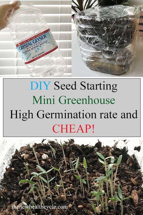 Seed Starting Greenhouse, Childcare Ideas, Modern Greenhouses, Small Urban Garden, Best Greenhouse, Backyard Gardens, Tomato Seedlings, Indoor Greenhouse, Starting Seeds Indoors