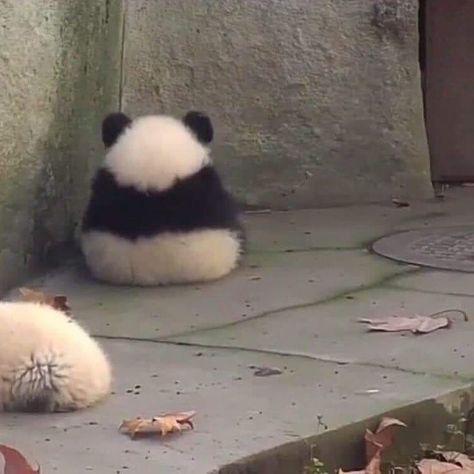 Animal Stories 🐶🐵🐺🦊🐯 on Instagram: “Don‘t talk with me, im angry‬ #animalsinfluence to be featured Follow @storyofanimals.co  #animals #chonky #cute #adorable #videos #animal…” Söpö Kissa, Panda Lindo, Cele Mai Drăguțe Animale, Haiwan Peliharaan, Fluffy Animals, Cute Memes, Cute Animal Photos, Cute Panda, Cute Creatures