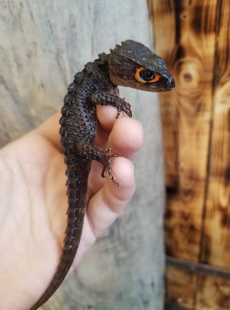 Red Eyed Crocodile Skink, Crocodile Skink, Reptile Room, Rabbit Cages, Cute Reptiles, Interesting Animals, Reptiles Pet, Red Eye, Pretty Animals