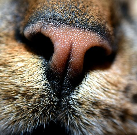 Incredible closeup of a cat's nose 😍  #catnose #closeup #photography Cats Pretty, Animal Close Up, Close Up Art, Cat Tattoo Simple, Most Popular Cat Breeds, Closeup Photography, Animal Noses, Popular Cat Breeds, Most Beautiful Cat