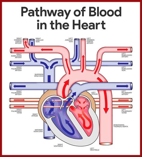 Pathway of Blood in the Heart    Cardiovascular System Anatomy and Physiology Study Guide for Nurses: https://nurseslabs.com/cardiovascular-system-anatomy-physiology/ Cardiovascular System Anatomy, Emt Study, Med Surg Nursing, Medical Student Study, Heart Anatomy, Nursing School Survival, Nursing School Studying, Med Surg, Nursing School Tips