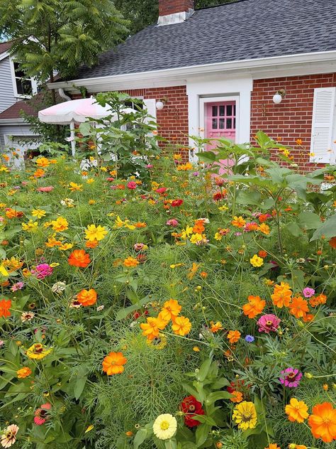 Wildflower Yard Ideas, Wild Flower Front Garden, Front Yard Wildflower Landscaping, Wildflower Front Yard Landscaping, Wildflower Front Yard, Wildflower Garden Front Yard, Nashville Landscaping, Wildflower Yard, Mud Puddle