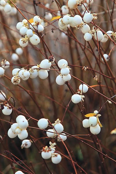 White Snowberry (Symphoricarpos albus) : Prairie Nursery Symphoricarpos Albus, Moon Garden, White Gardens, Types Of Soil, Autumn Garden, Trees And Shrubs, Winter Garden, Native Plants, Poinsettia