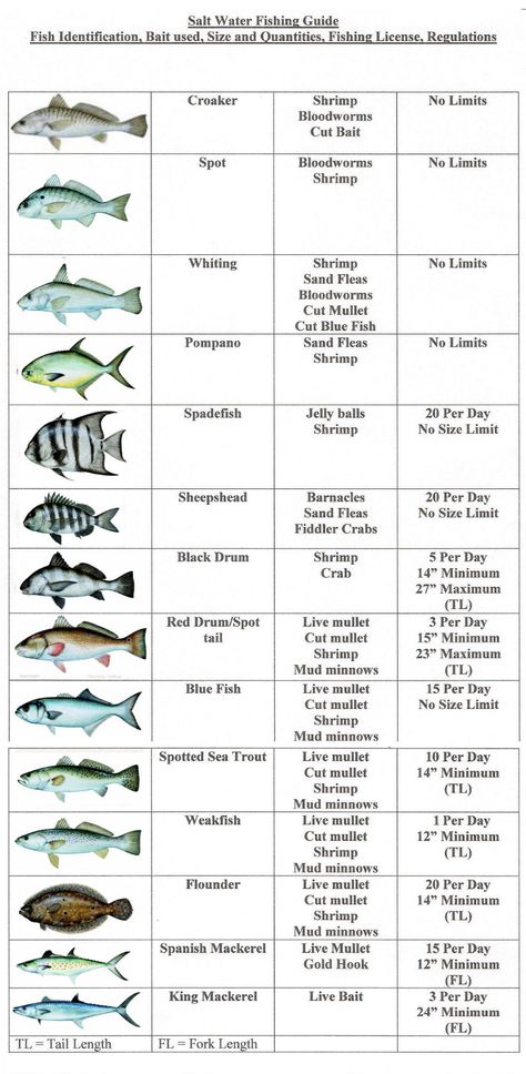 Fish Chart, Fishing 101, Salt Water Fishing, Salt Water Fish, Surf Fishing, Fishing Rigs, Fishing Techniques, Ocean Fishing, Fishing Knots