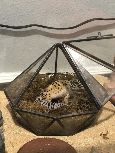 Leopard Gecko Humid Hide, Leopard Geckos Habitat Ideas, Leapord Gecko Habitat, Humid Hide For Leopard Gecko, Lepord Gecko Habitat Ideas Aesthetic, Gecko Habitat Ideas, Gecko Terrarium Ideas, Leapord Gecko Habitat Ideas, Leopard Gecko Habitat Ideas