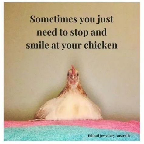 Chicken Portrait, Chicken Quotes, Baby Chicks Raising, Chicken Pictures, Chicken Life, Backyard Flocks, Crazy Chicken Lady, Building A Chicken Coop, Chicken Lady