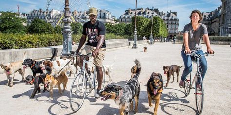 Pension pour chiens et chats 5 étoiles, boutiques de luxe, colliers taillés dans la crème des cuirs... Rien n'est trop beau pour Médor ou Princesse. Studio Photo