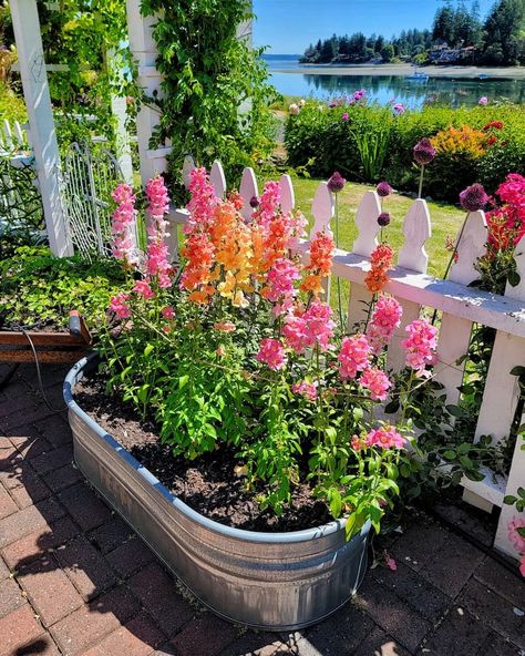 Shiplap and Shells breaks down the process of growing vibrant snapdragons from seed, making it simple for beginners to follow. Garden Aesthetics, Cut Flower Farm, Summer Flowers Garden, Backyard Flowers, Garden Vegetables, Fall Garden Vegetables, Recycled Garden, Cut Flower Garden, Fall Garden