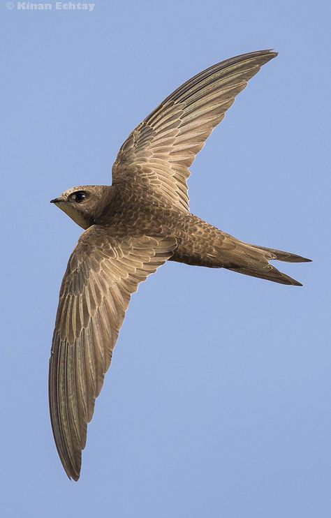 Pallid Swift (Apus pallidus) Swifts Birds, Swift Bird Tattoo, Common Swift, Swift Bird, Swallow Bird, Bird Watcher, Draw On Photos, Matte Painting, Birds In Flight