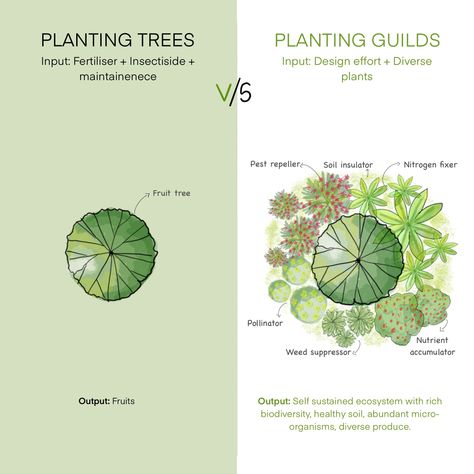 The ecological resilience of a guild Permaculture Guilds, Herb Spiral, Permaculture Principles, Zero Waste Swaps, Self Sustaining, Plant Pests, Permaculture Gardening, Homestead Living, Green Stuff