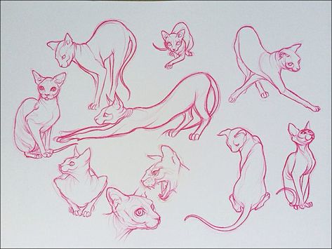 Good Sketches, Sphynx Cat Tattoo, Cat Sketches, Learning To Draw, Cat Anatomy, Sphinx Cat, Cat Sketch, Desenho Tattoo, 문신 디자인