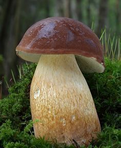 Bolete Mushroom, Mushroom Seeds, Mushroom Growing, Lichen Moss, Mushroom Pictures, Matka Natura, Slime Mould, Edible Mushrooms, Mushroom Fungi