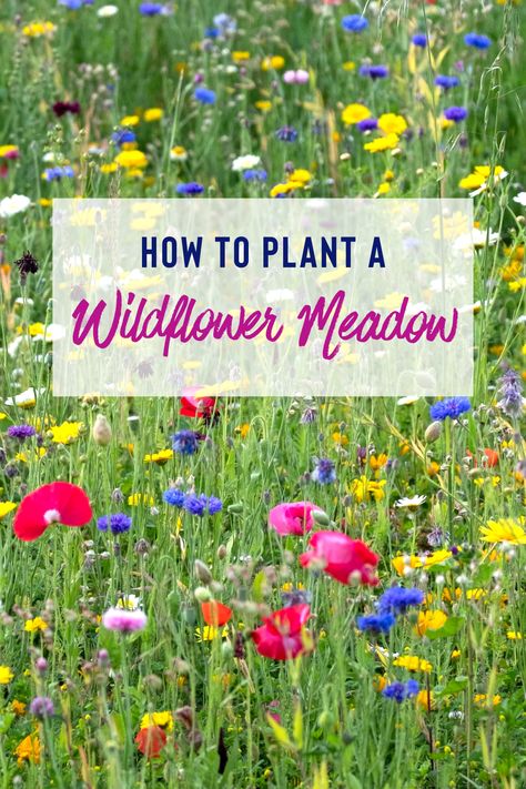 Wildflower Mailbox Garden, Front Lawn Wild Flowers, Kansas Wildflower Garden, How To Create A Wildflower Meadow, Wildflower Meadow Backyard, Wild Flower Meadow Garden, Wildflower Patch In Yard, Growing Wild Flowers From Seeds, Wild Flower Beds Garden Ideas