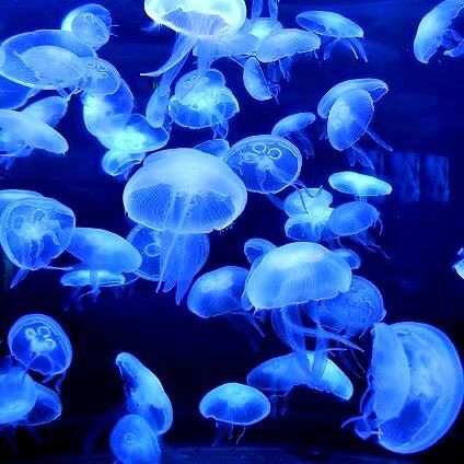 Jellyfish Pictures, Image Bleu, Cybercore Aesthetic, Blue Aesthetic Dark, Behind Blue Eyes, Dark Blue Wallpaper, Blue Jellyfish, Cocoppa Wallpaper, Images Esthétiques