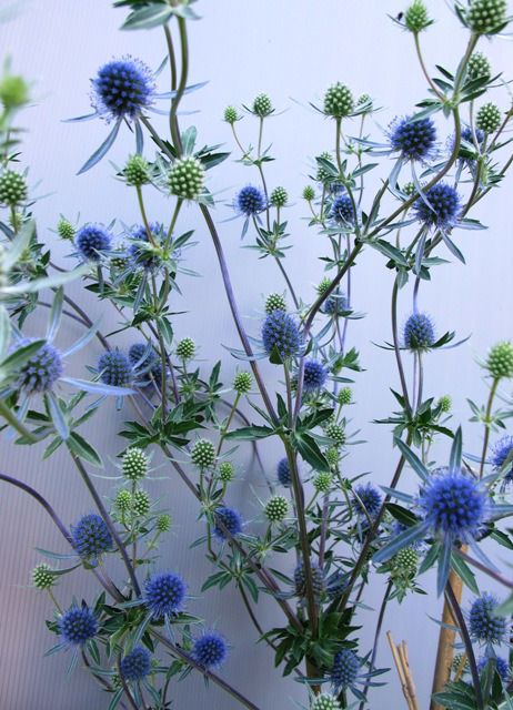 Eryngium Planum, Blue Summer Flowers, Plant Shopping, Blue Thistle, Sea Holly, Plants Are Friends, Moon Garden, Blue Garden, Forest Design