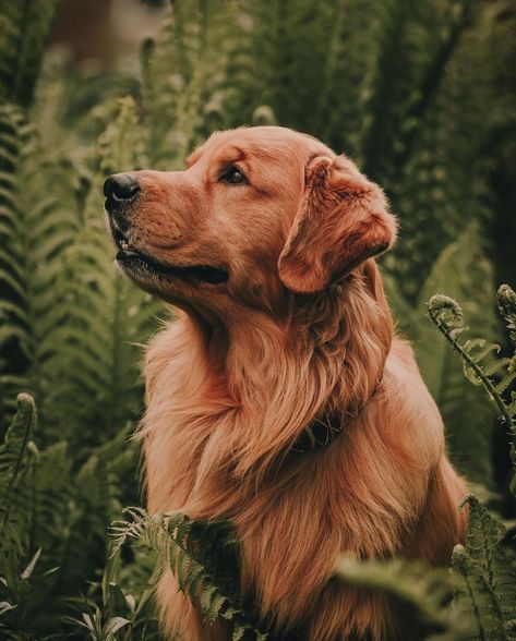 Stay Golden Pony Boy, Bruschetta Chicken, Aesthetic Dog, A Golden Retriever, Dog Blog, Therapy Dogs, Golden Retriever Puppy, Dog Runs, Retriever Puppy