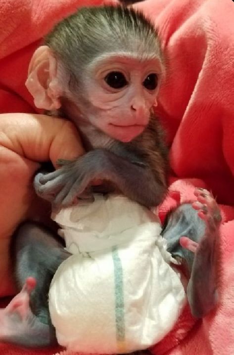 Baby Monkey For Sale, Capuchin Monkey Pet, Monkey Pet, Monkeys For Sale, Funny Monkeys, Monkey Funny, Marmoset Monkey, Macaque Monkey, Baby Monkeys