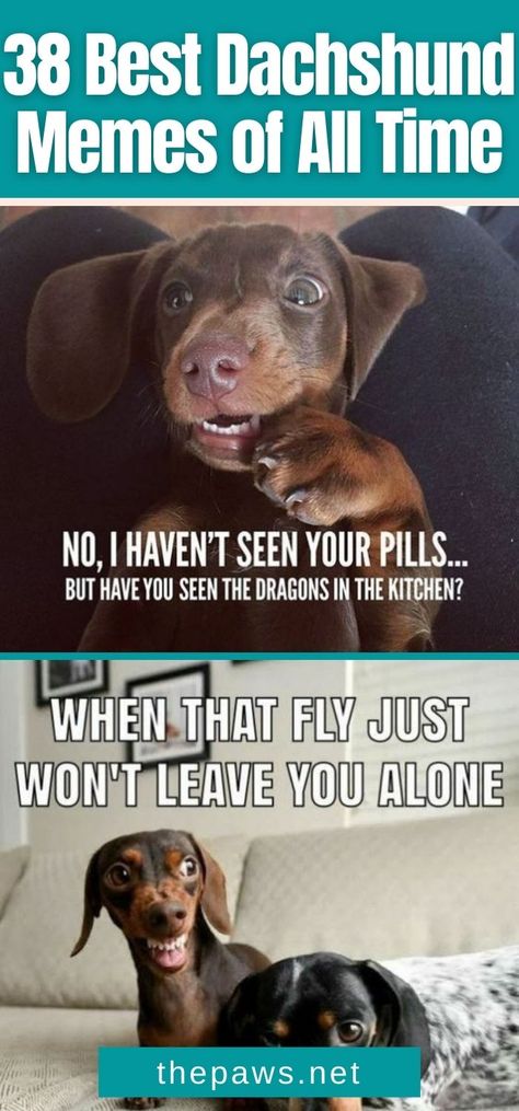 Are you a fan of Dachshunds and need a good laugh? Then you'll surely enjoy these 38 best Dachshund memes of all time! Dachshund Dog Memes, Dachshund Memes Hilarious, Dachshund Humor Hilarious, Dachshund Memes Funny, Dauchsands Funny, Dachshund Dog Funny, Funny Dachshund Quotes, Funny Weiner Dog Quotes, Daschund Art