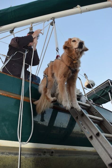 Sailboat Life, Dogs On Boats, Boat Organization, Ship Life, Liveaboard Sailboat, Sea Goat, Baby And Dog, Pets Stuff, Boat Living