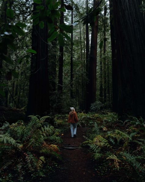 Nature makes me feel so tiny, and I love it. #redwoods #redwoodforest #redwoodnationalpark #moodygrams Redwood Aesthetic, Redwoods Aesthetic, The Redwoods, California Redwoods Aesthetic, Redwood Forest Aesthetic, Dawn Redwood Tree, Redwood National Park, Redwood Forest, Feelings