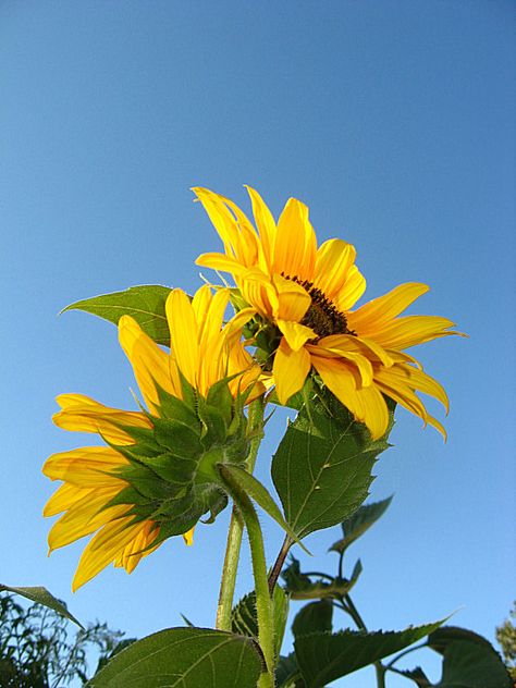 Sunflower Reference, Sunflower Tree, Sunflower Photography, Planting Sunflowers, Sunflower Photo, Sunflower Pictures, Still Life Flowers, Sunflower Painting, Sunflower Fields