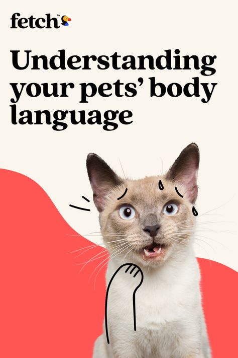 Pet Poster Design, Parent Relationships, Cat Body Language, Pet Advertising, Pet Branding, Cat Hotel, Pet Design, Get Angry, Cat Body