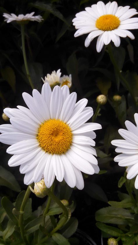 Pretty Flowers Pictures, Shasta Daisy, Flower Photography, Beautiful Nature Wallpaper, Flowers Perennials, Green Foliage, The Soil, Flower Farm, Perennial Plants