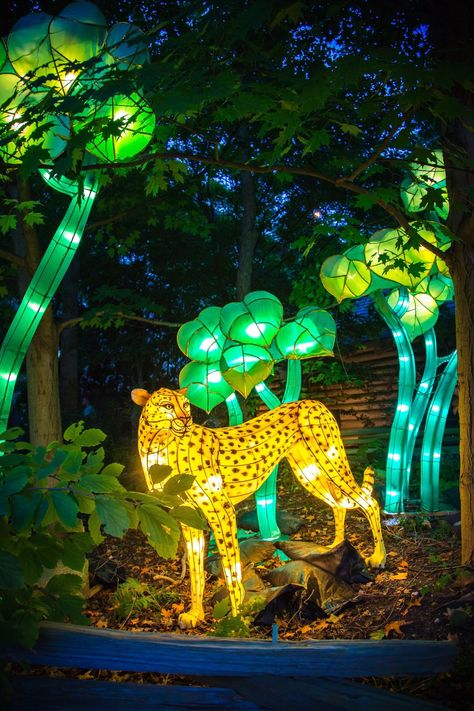 Woodland Park Zoo Seattle, Tiger Zoo, Chinese Lantern Festival, Woodland Park Zoo, Zoo Lights, Terracotta Warriors, Woodland Park, Lion Dance, Year Of The Tiger