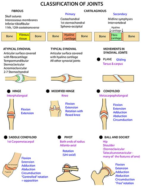 Instant Anatomy - Upper Limb - Joints - Classification Anatomy Of The Body, Joints Anatomy, Anatomy Education, Medical Terminology Study, Physical Therapy School, Basic Anatomy, Physical Therapy Student, Nursing School Essential, Nursing School Motivation