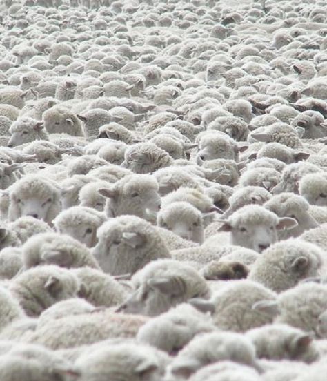 Counting Sheep ... LOTS of sheep! Herd Of Sheep, Counting Sheep, Sheep And Lamb, Isle Of Skye, Shades Of White, Animal Kingdom, Farm Animals, Make Me Smile, Goats