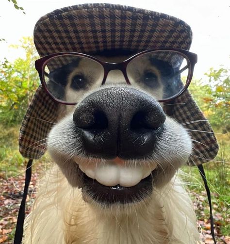 Silly Animal Pictures, Funny Dog Faces, Goofy Dog, Dog With Glasses, 골든 리트리버, Cute Animals Puppies, Very Cute Dogs, Funny Animal Photos, Love My Dog