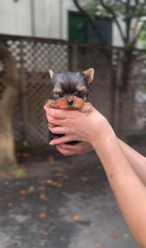 Teacup Yorkie Full Grown, Teacup Yorkie Puppies For Sale Near Me, Yorkshire Puppy, Yorkie Puppy Haircuts, Tea Cup Yorkie, Micro Teacup Yorkie, Puppies Yorkie, Cute Pitbull Puppies, Yorkie Teacup