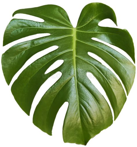 Leaf of monstera. Monstera leaf on a white background , #AFFILIATE, #Monstera, #monstera, #Leaf, #background, #white #ad Flower Explosion, Forest Green Color, Monstera Plant, Flower Care, Flower Food, Monstera Leaf, All Flowers, Tropical Leaves, Tropical Flowers