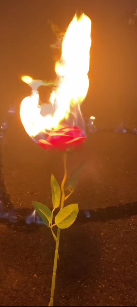 burning rose lit on fire Rose On Fire, Burning Flowers, Fire Rose, Burning Rose, Pink Fire, Rose Video, Fire Photography, Rosé Aesthetic, Lock Screens