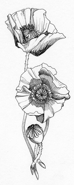 poppy2 | Flickr | by Donovan Beeson California Poppy Tattoo, Kunst Tattoos, Poppies Tattoo, Muster Tattoos, Illustration Botanique, Trendy Flowers, Ink Drawings, Art Et Illustration, Pattern Tattoo